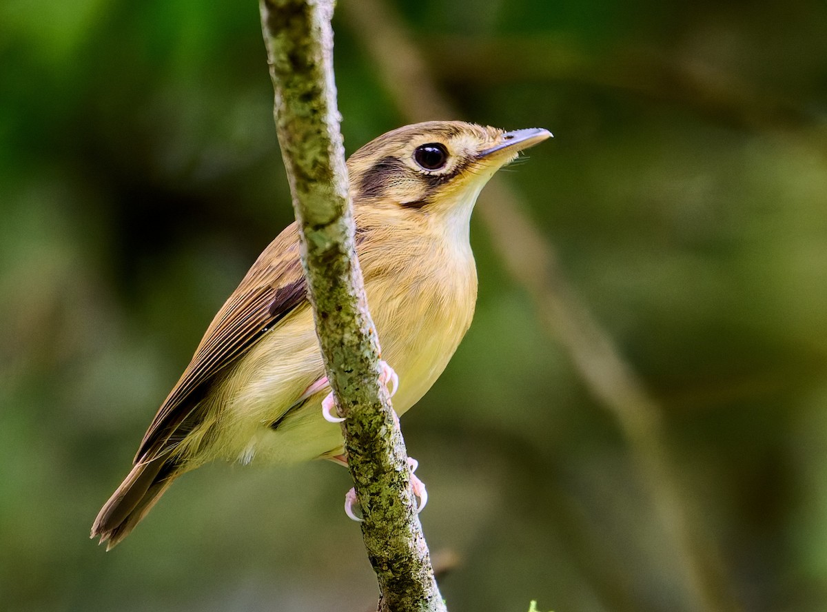 White-throated Spadebill - ML637602224