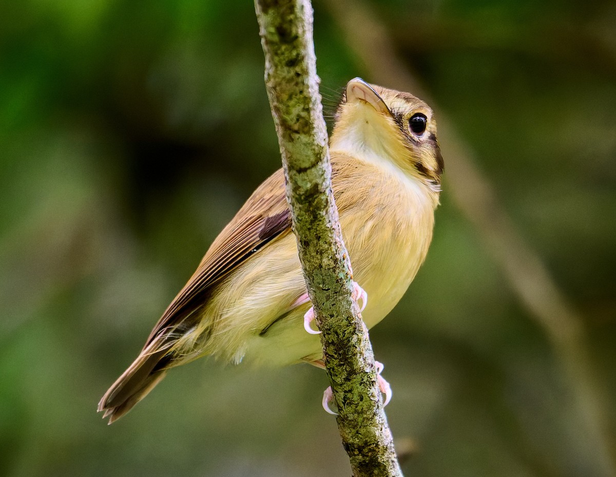 White-throated Spadebill - ML637602225