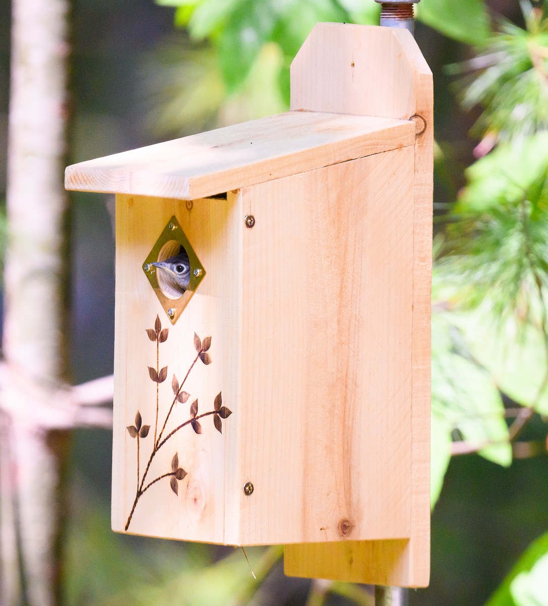 Eastern Bluebird - ML637602261