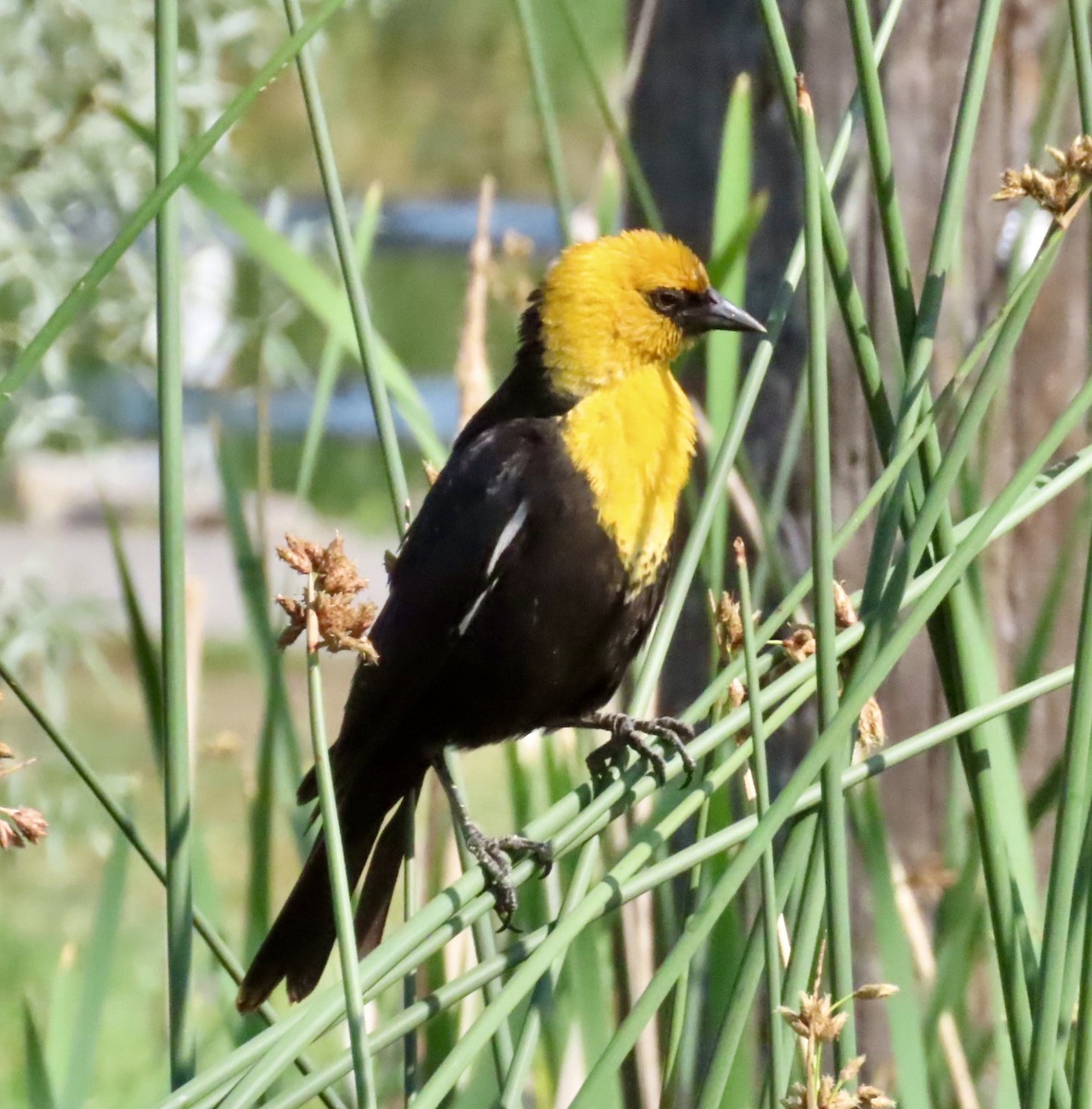 Yellow-headed Blackbird - ML637602266