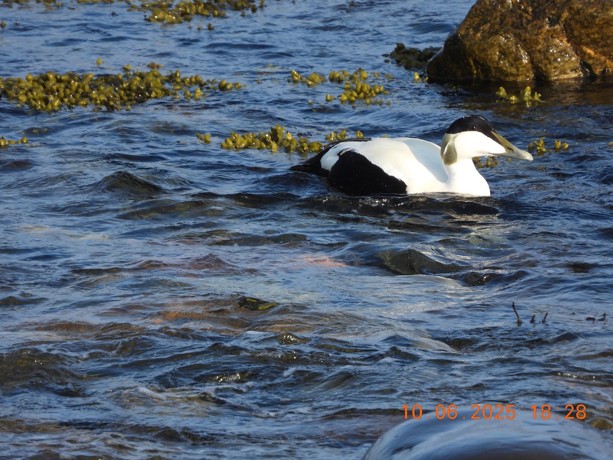 Common Eider - ML637602270