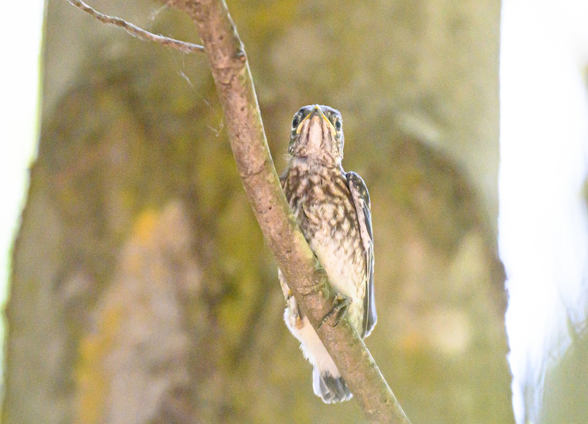Eastern Bluebird - ML637602273