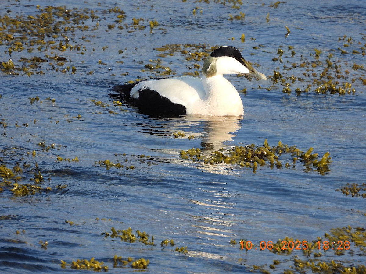 Common Eider - ML637602288