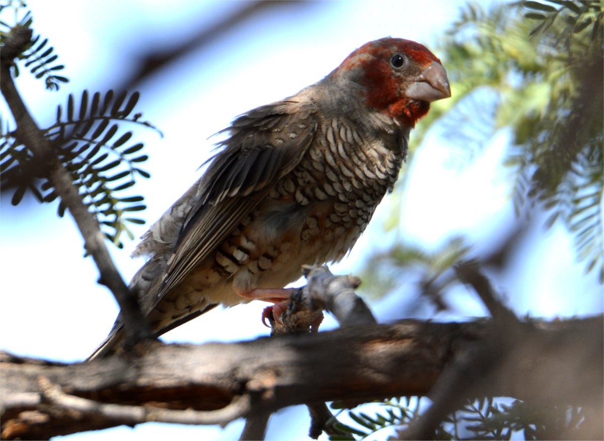 Red-headed Finch - ML637602293