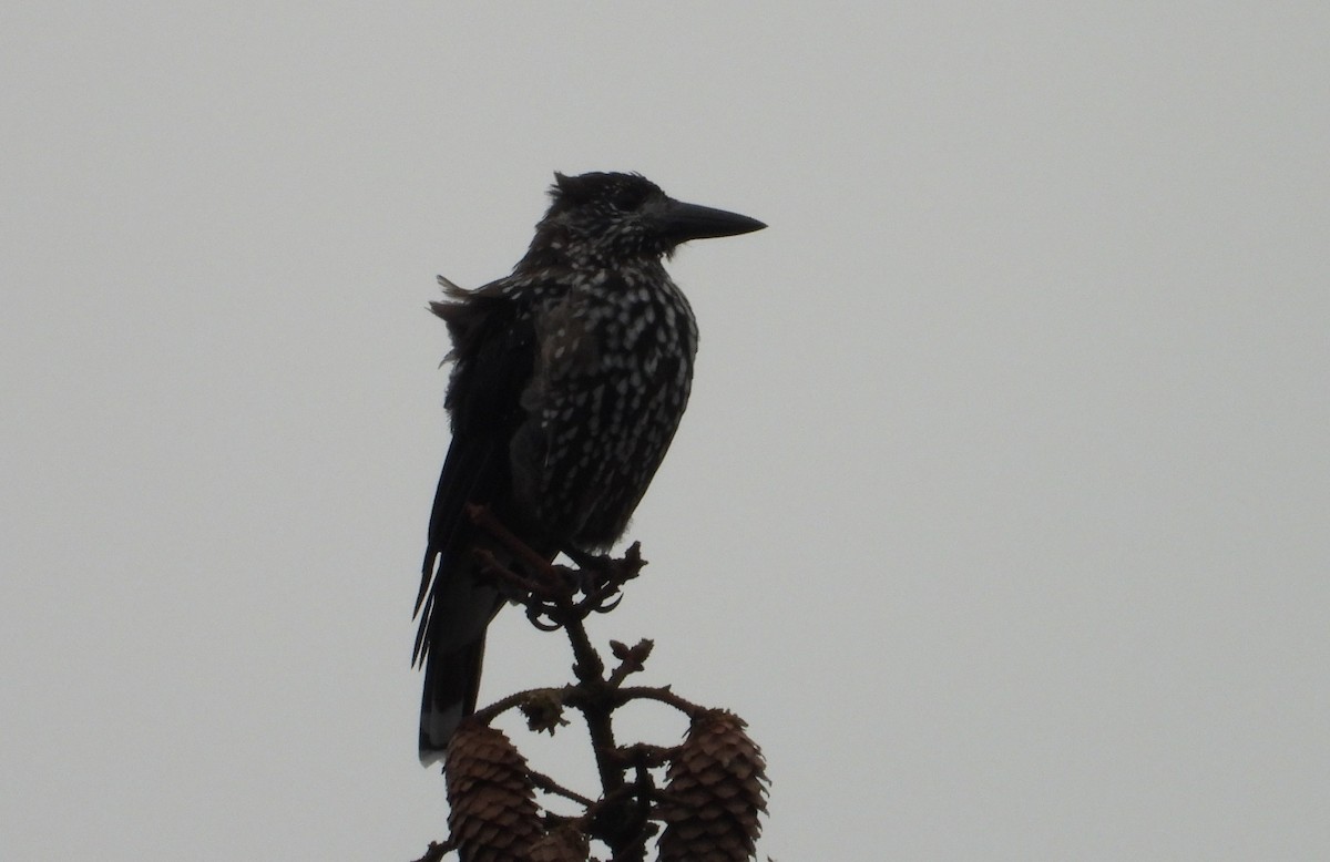 Northern Nutcracker - ML637602297