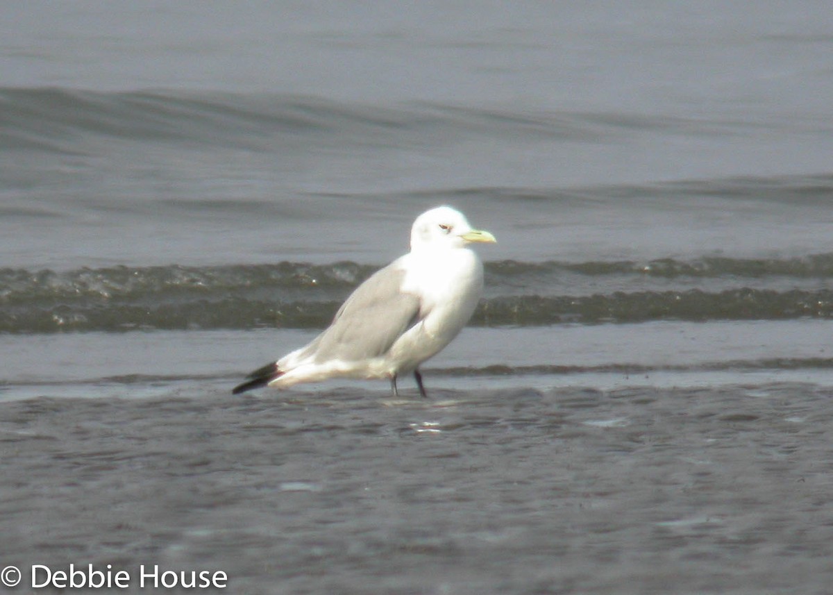 Black-legged Kittiwake - ML637602302