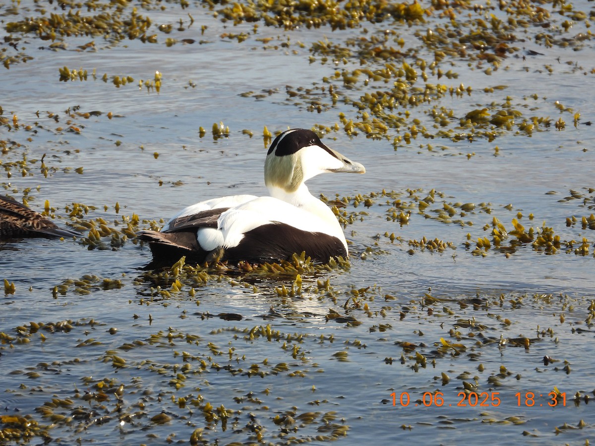 Common Eider - ML637602307