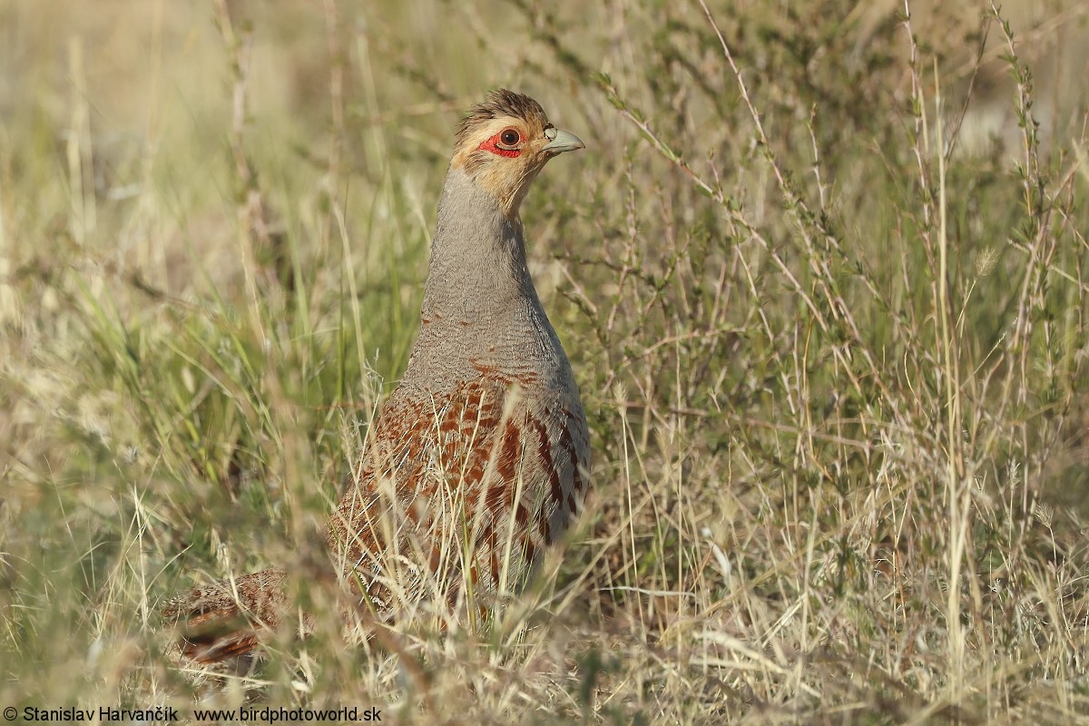 Daurian Partridge - ML637602310
