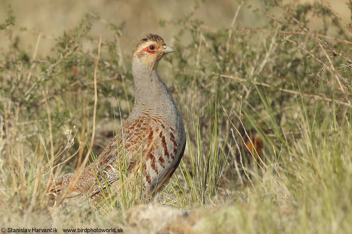 Daurian Partridge - ML637602311