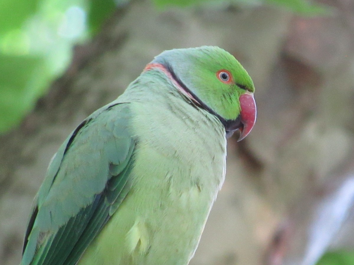 ホンセイインコ - ML637602313