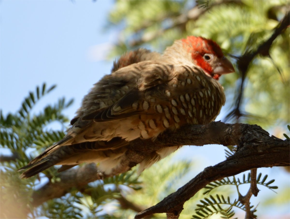 Red-headed Finch - ML637602315