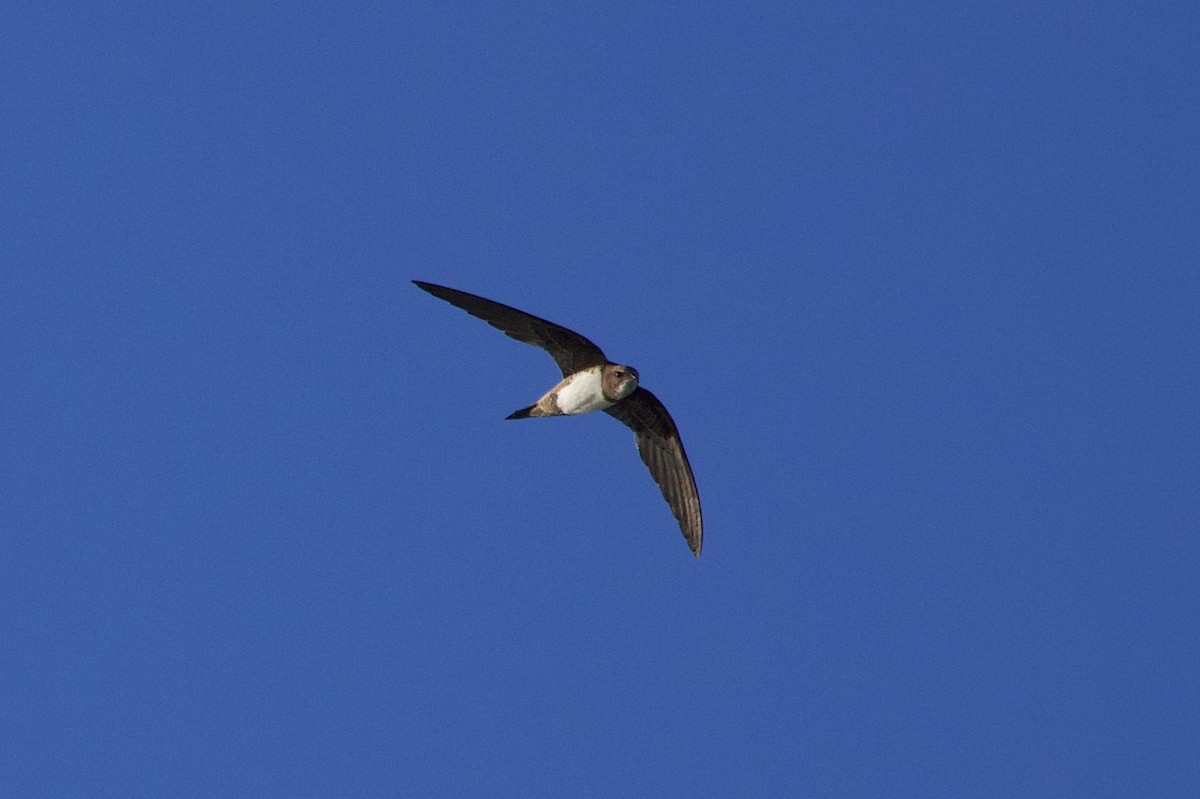 Alpine Swift - ML637602325