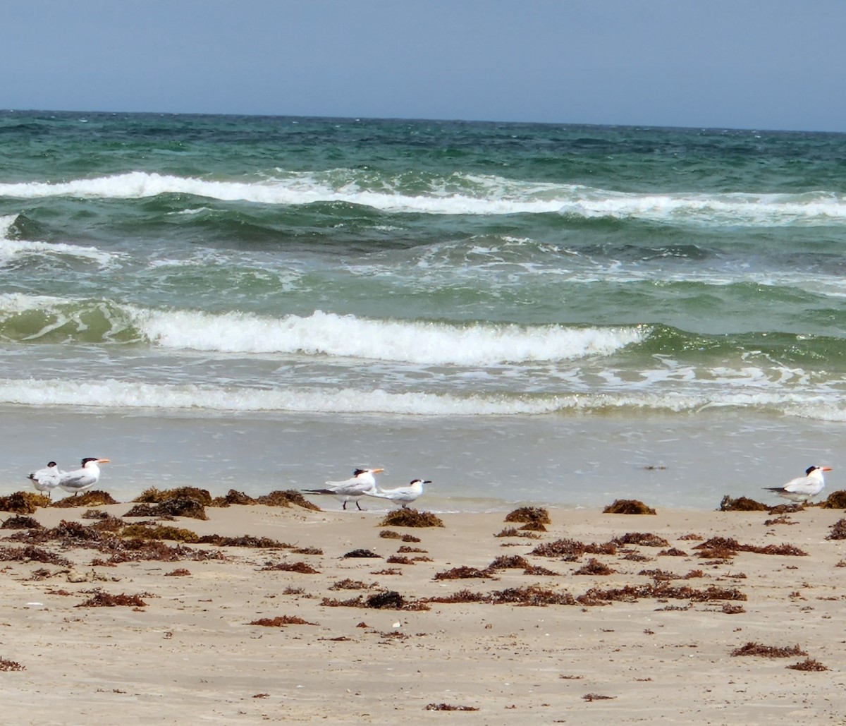 Sandwich Tern - ML637602329