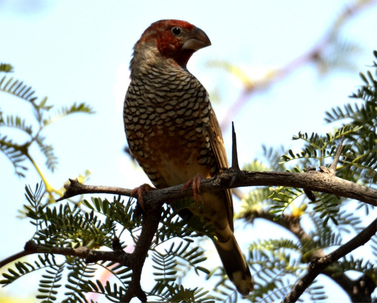 Red-headed Finch - ML637602330
