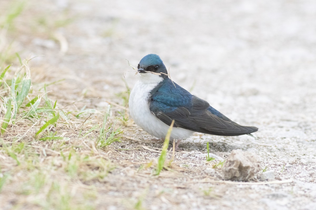Tree Swallow - ML637602338