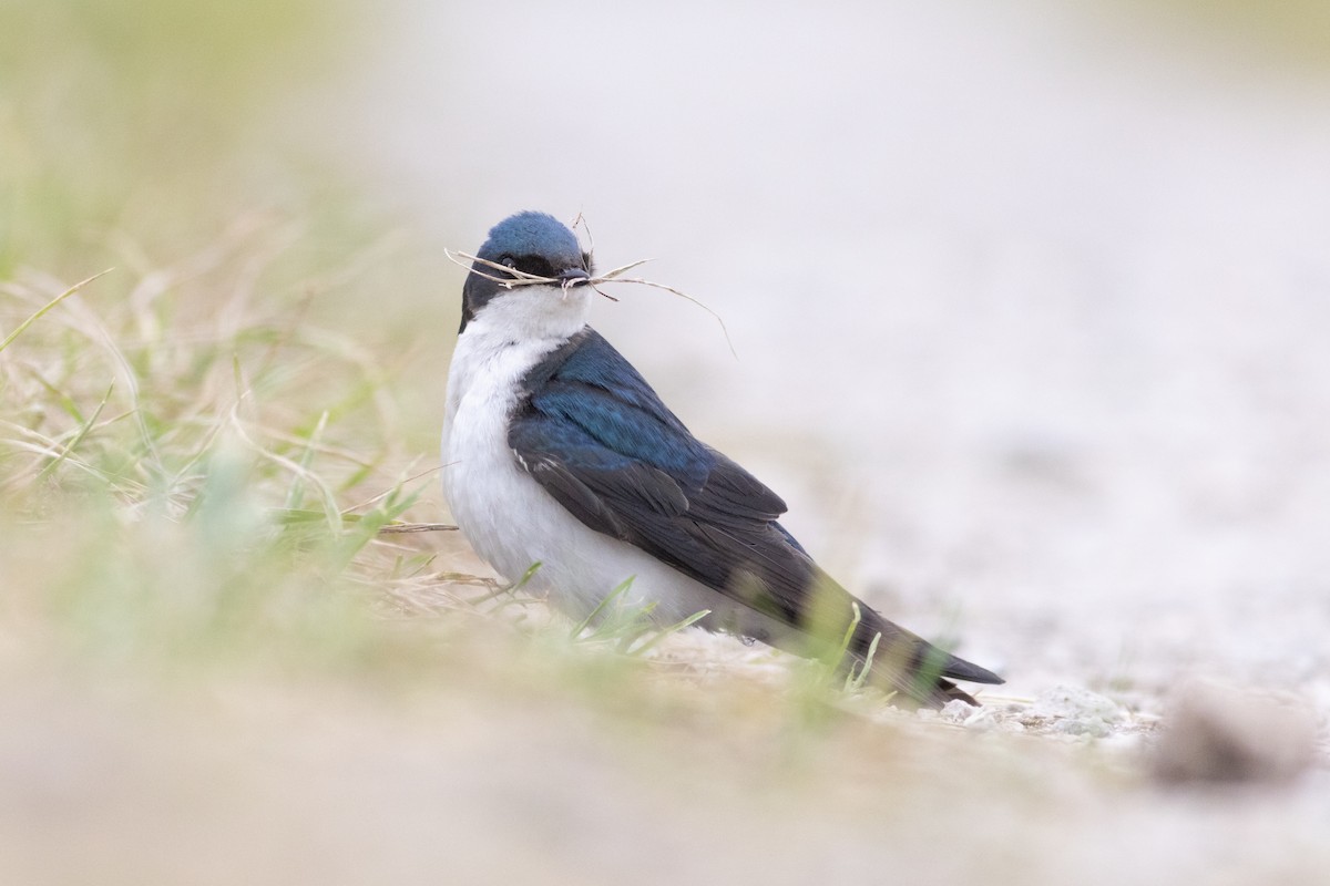 Tree Swallow - ML637602342