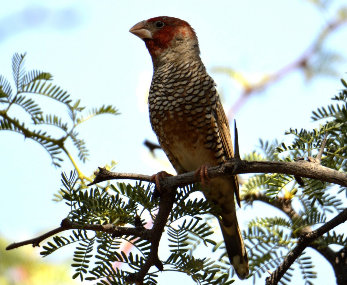 Red-headed Finch - ML637602344