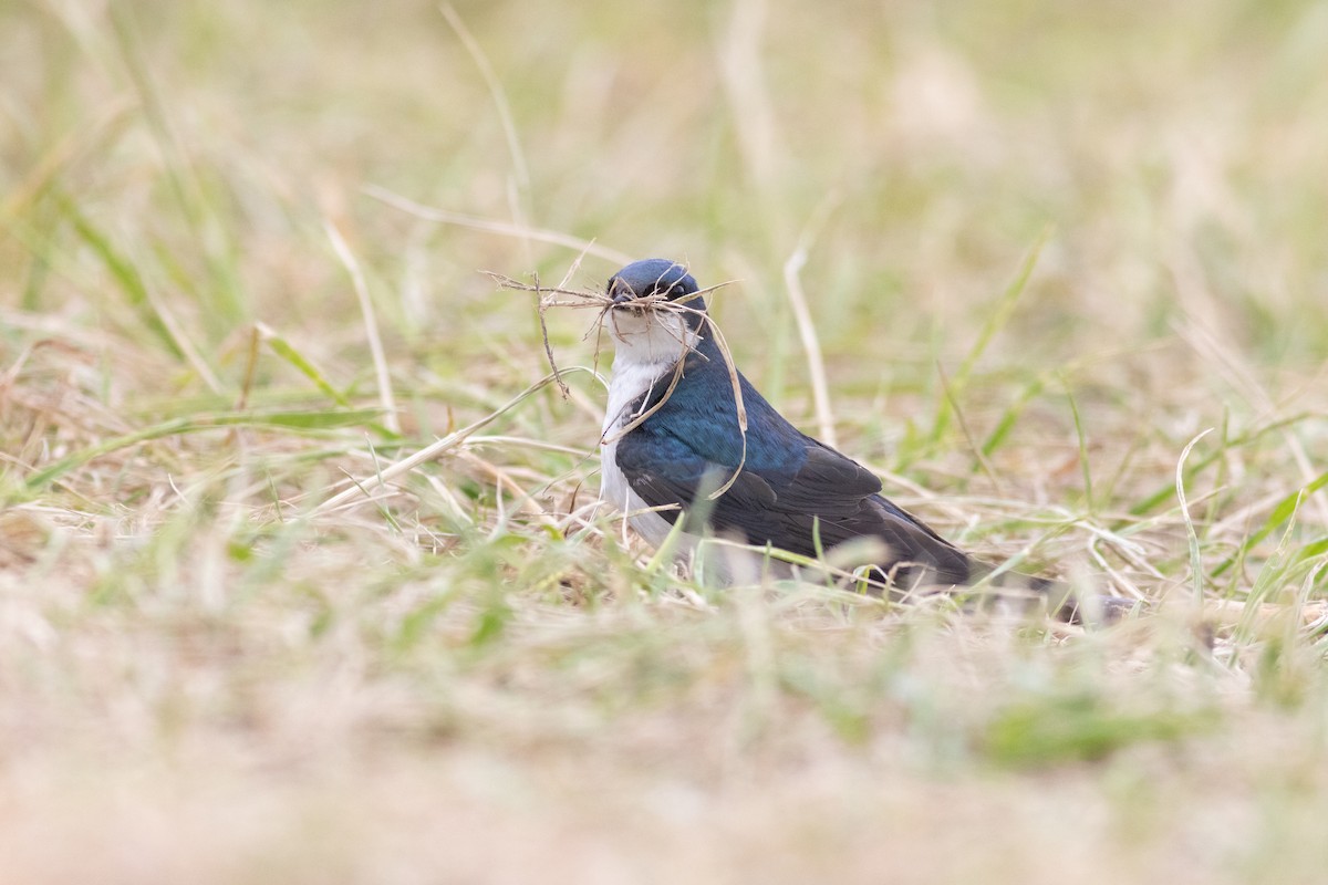 Tree Swallow - ML637602349