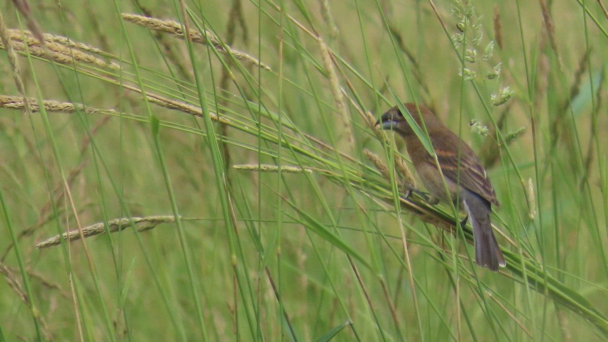 Blue Grosbeak - ML637602362