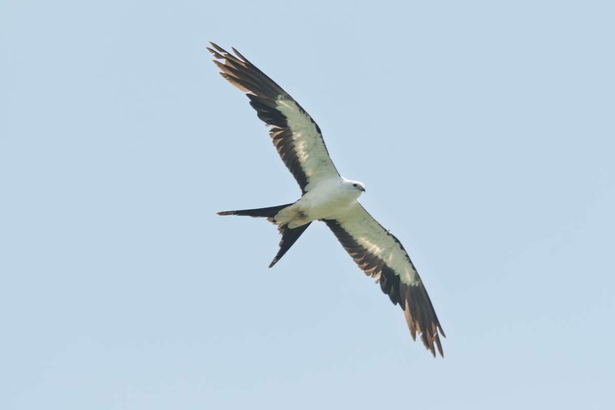 Swallow-tailed Kite - ML637602366