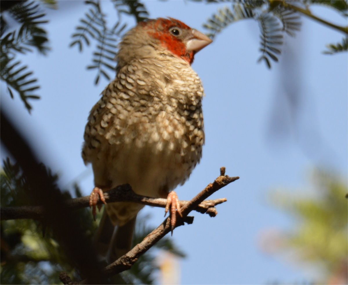 Red-headed Finch - ML637602367