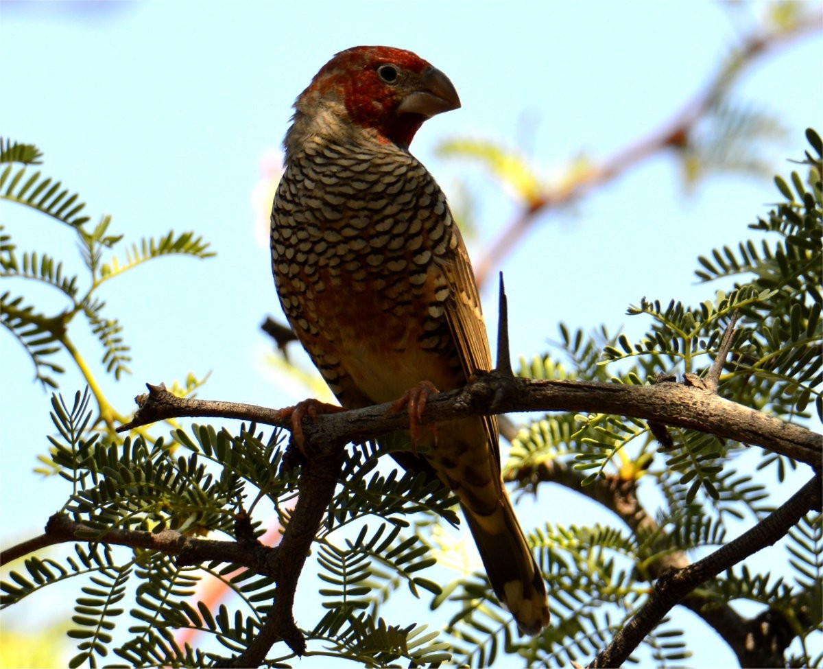 Red-headed Finch - ML637602384