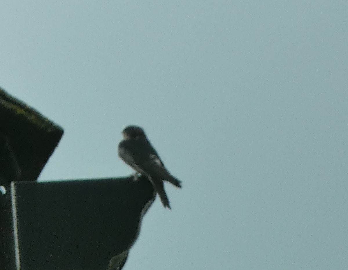 Western House-Martin - ML637602385
