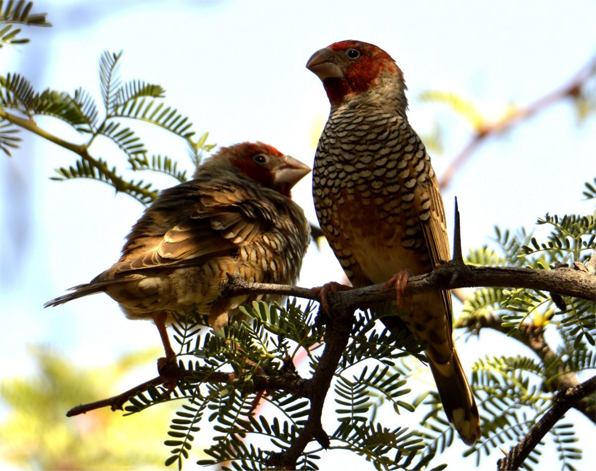 Red-headed Finch - ML637602399
