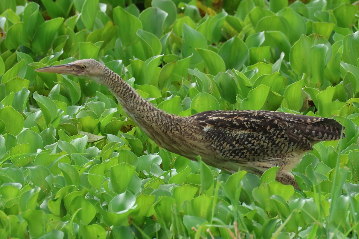 Pinnated Bittern - ML637602426
