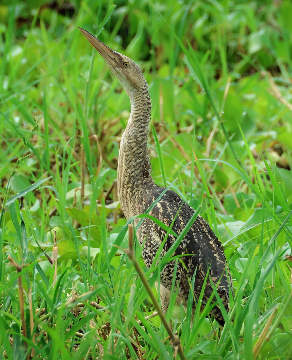 Pinnated Bittern - ML637602427