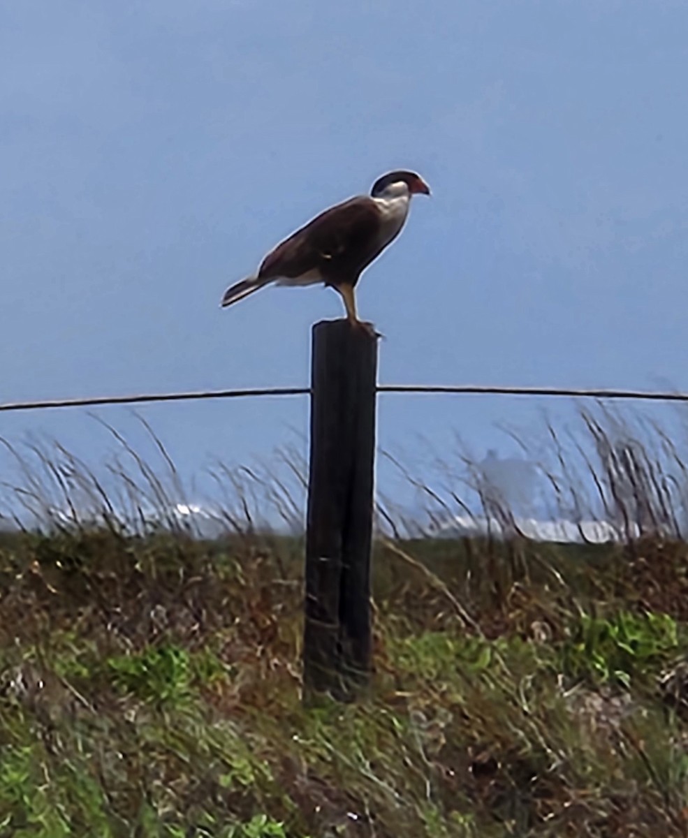Crested Caracara - ML637602430