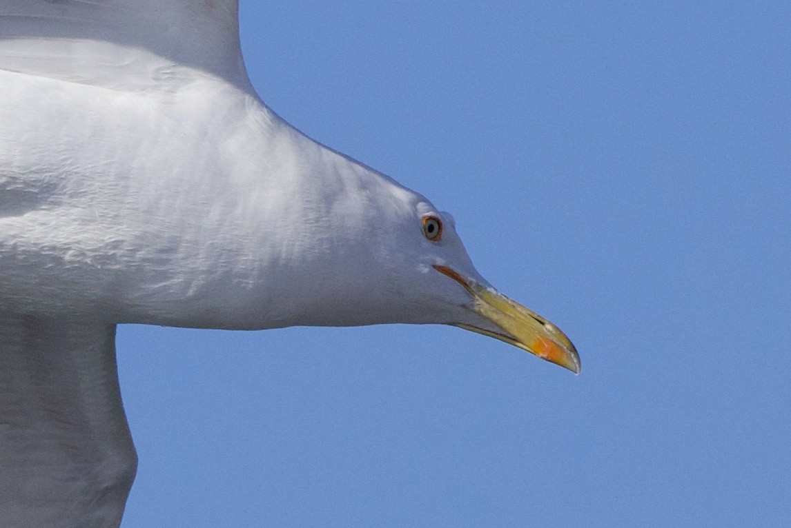 Yellow-legged Gull - ML637602451
