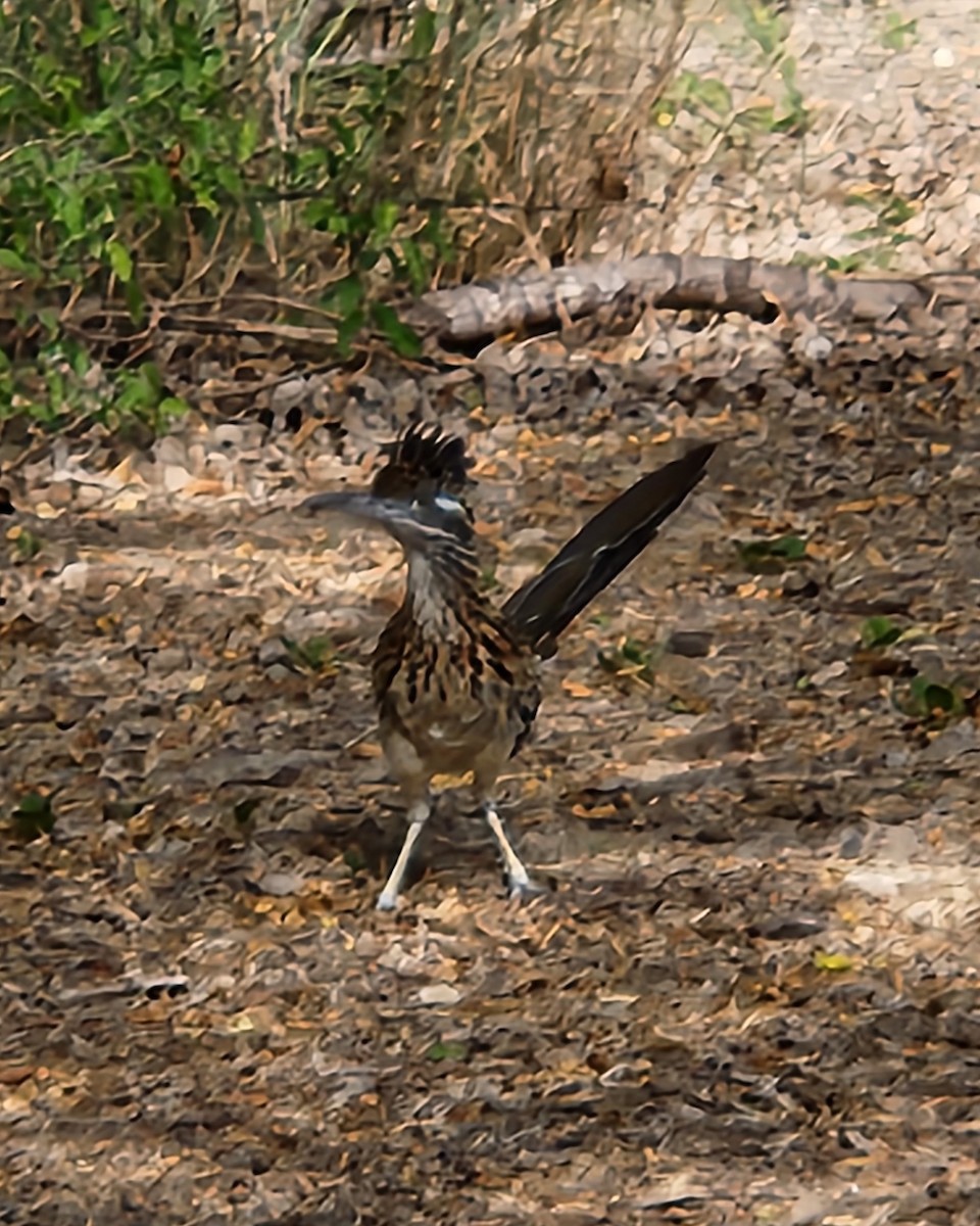 Greater Roadrunner - ML637602509