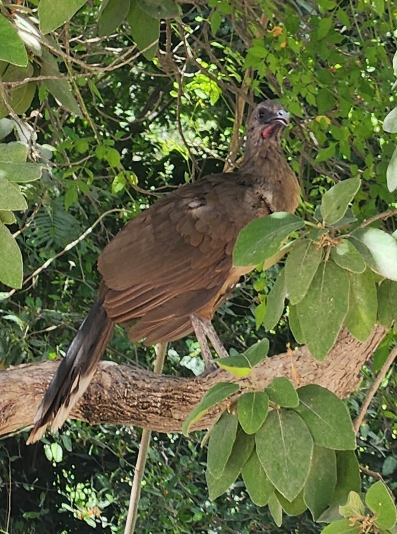 Plain Chachalaca - ML637602532