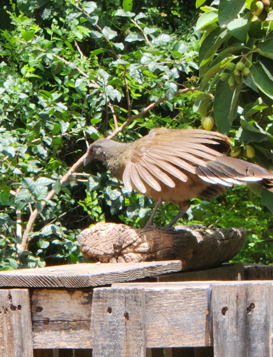 Plain Chachalaca - ML637602533