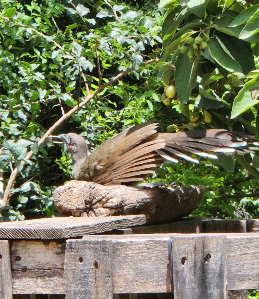 Plain Chachalaca - ML637602534