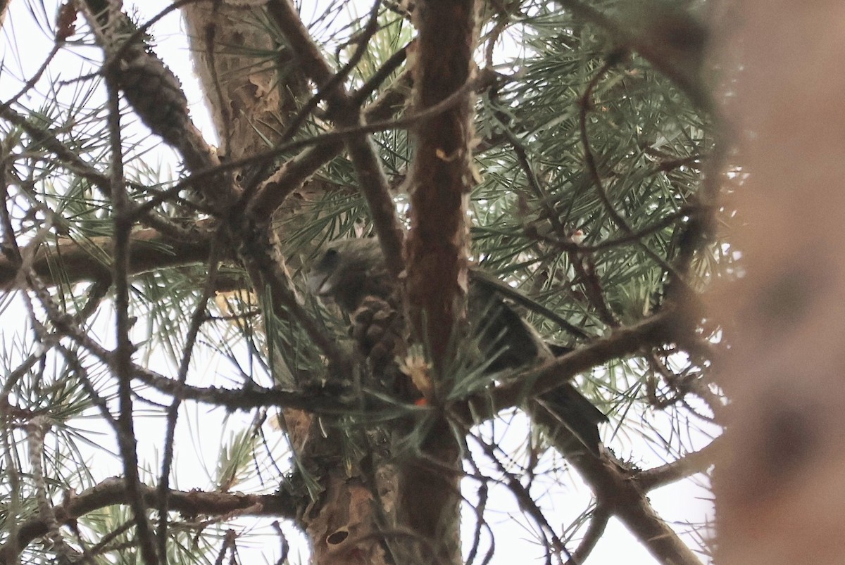 crossbill sp. - ML637602537