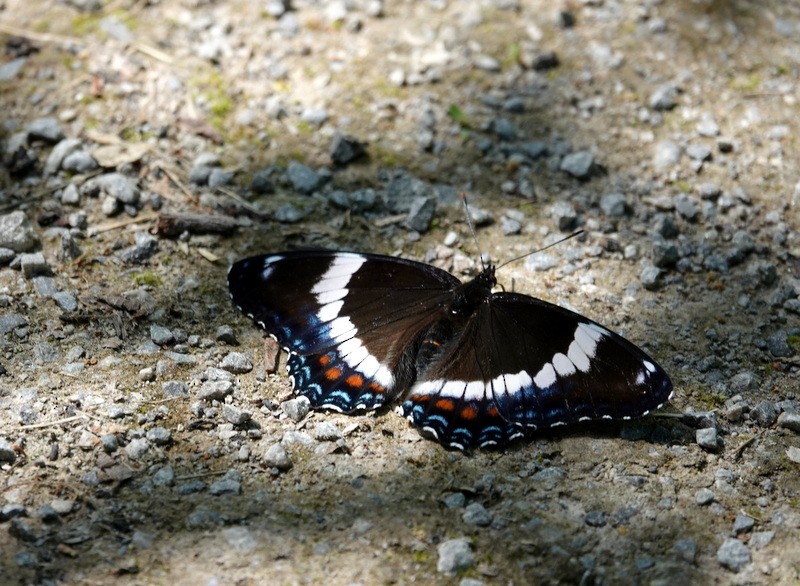 American White Admiral - ML637602538