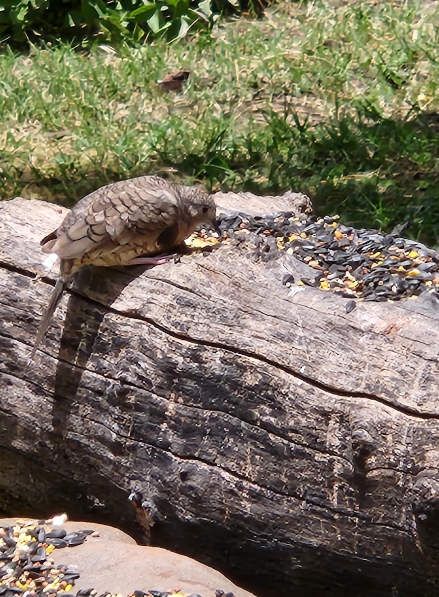 Inca Dove - ML637602540