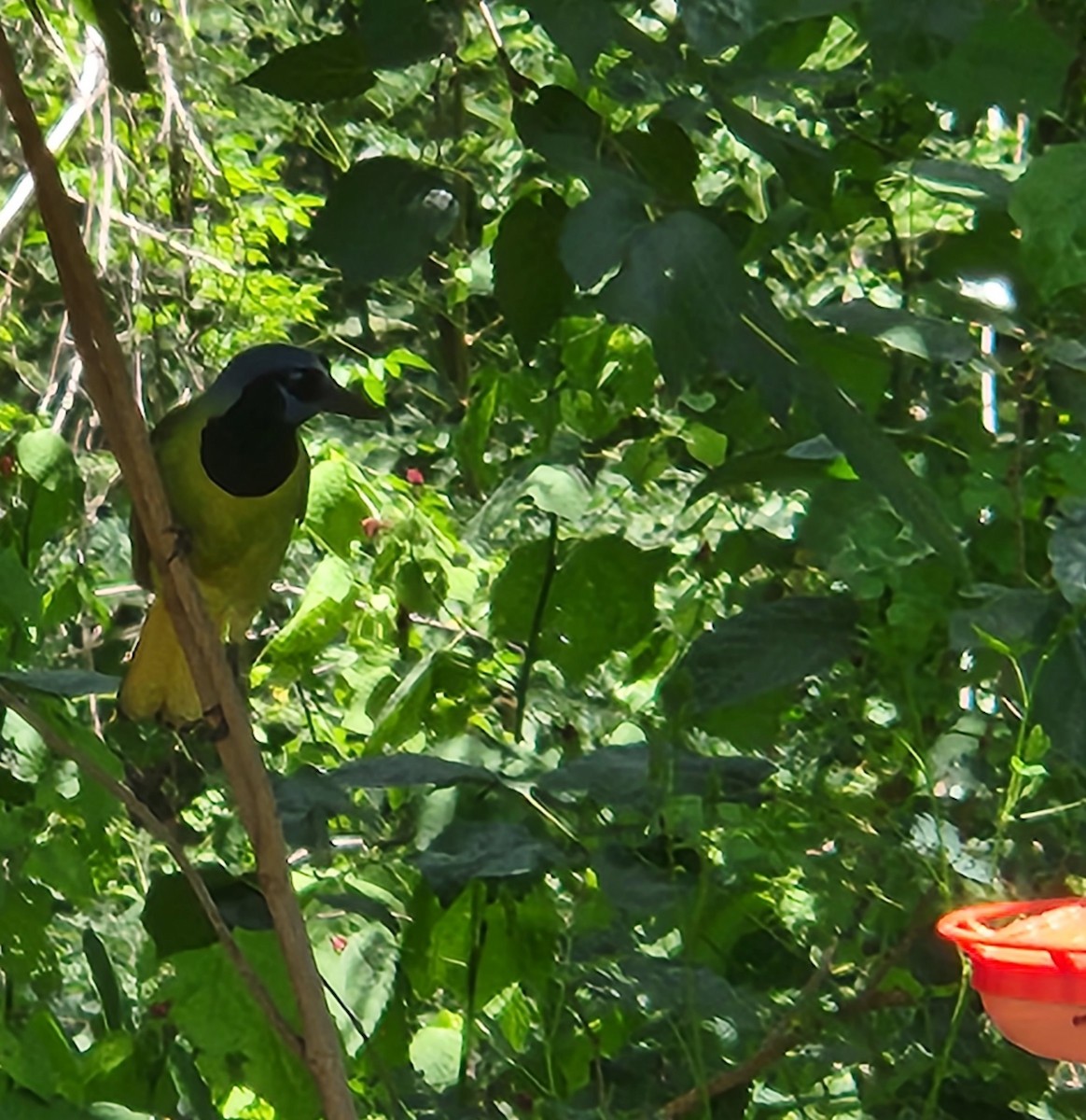 Green Jay - ML637602544