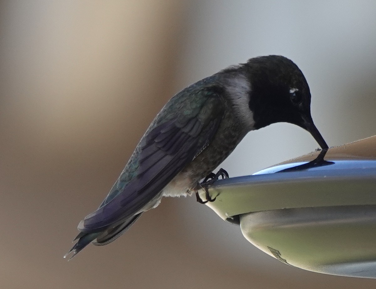 Black-chinned Hummingbird - ML637602558