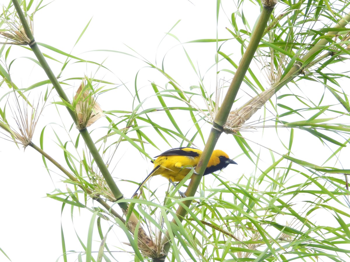 Yellow-tailed Oriole - ML637602560