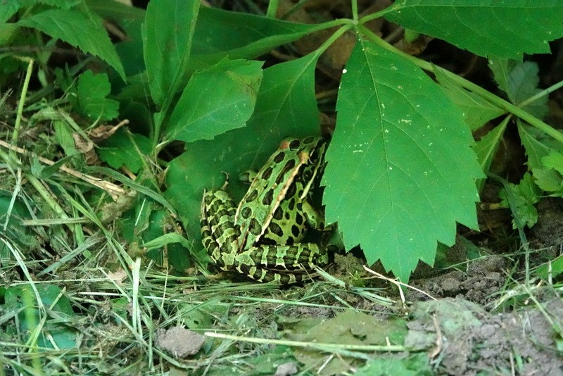 Northern Leopard Frog - ML637602564