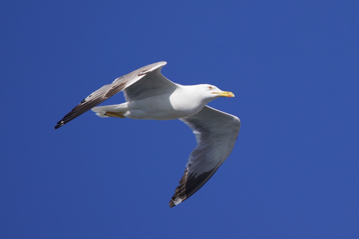 Yellow-legged Gull - ML637602571