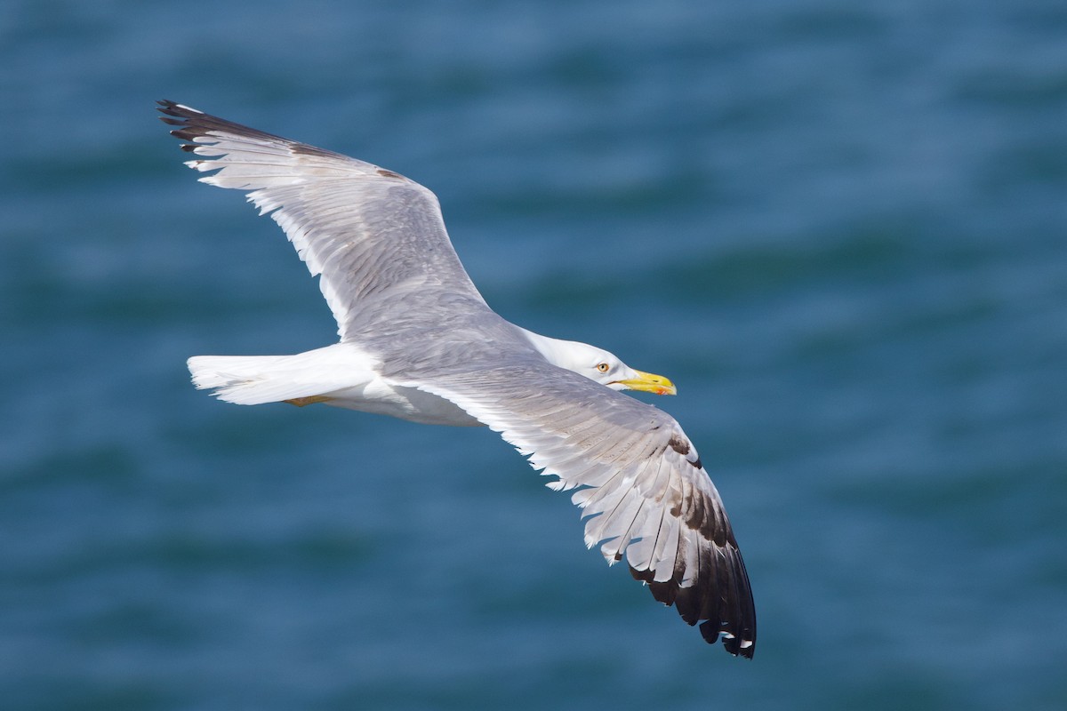 Yellow-legged Gull - ML637602595