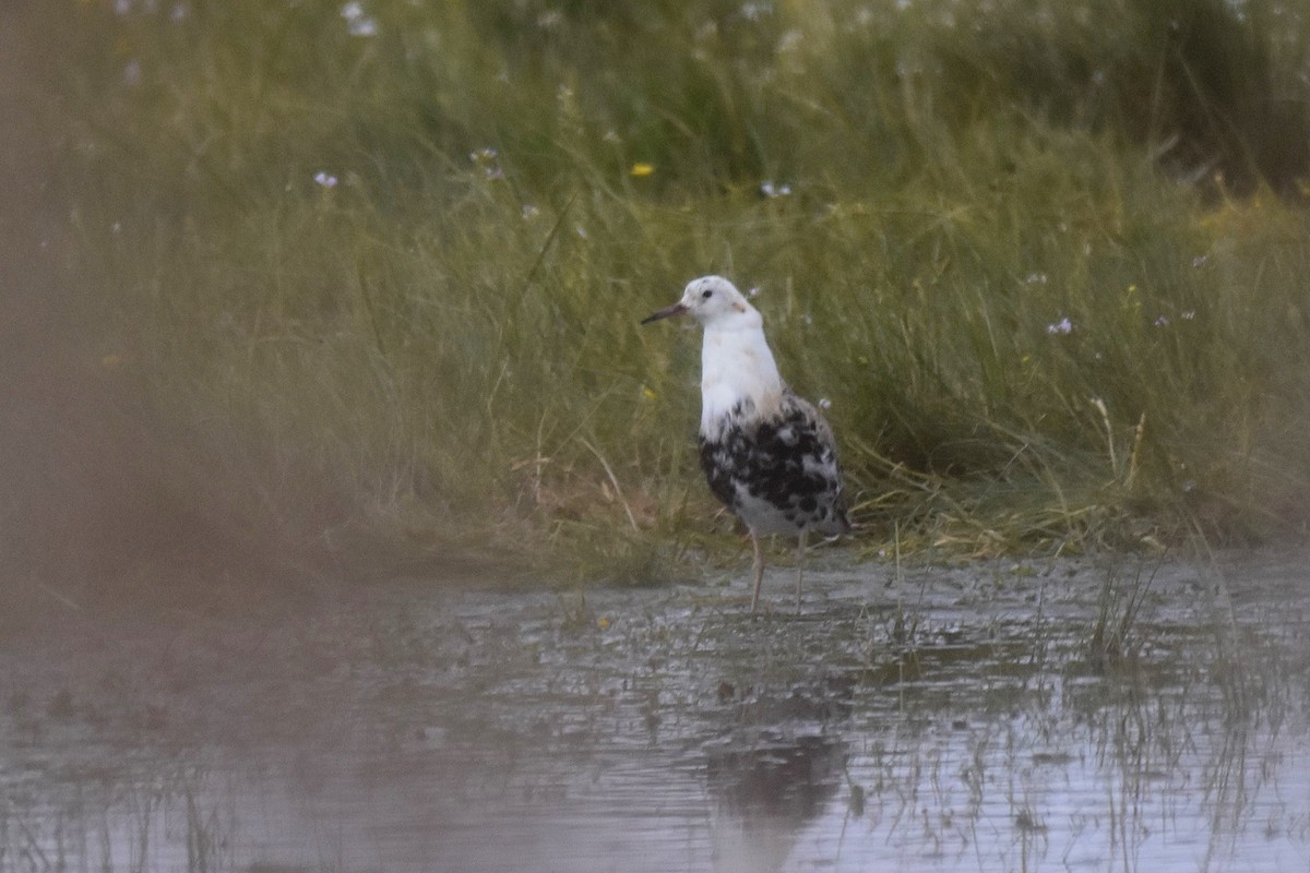 Ruff - ML637602598