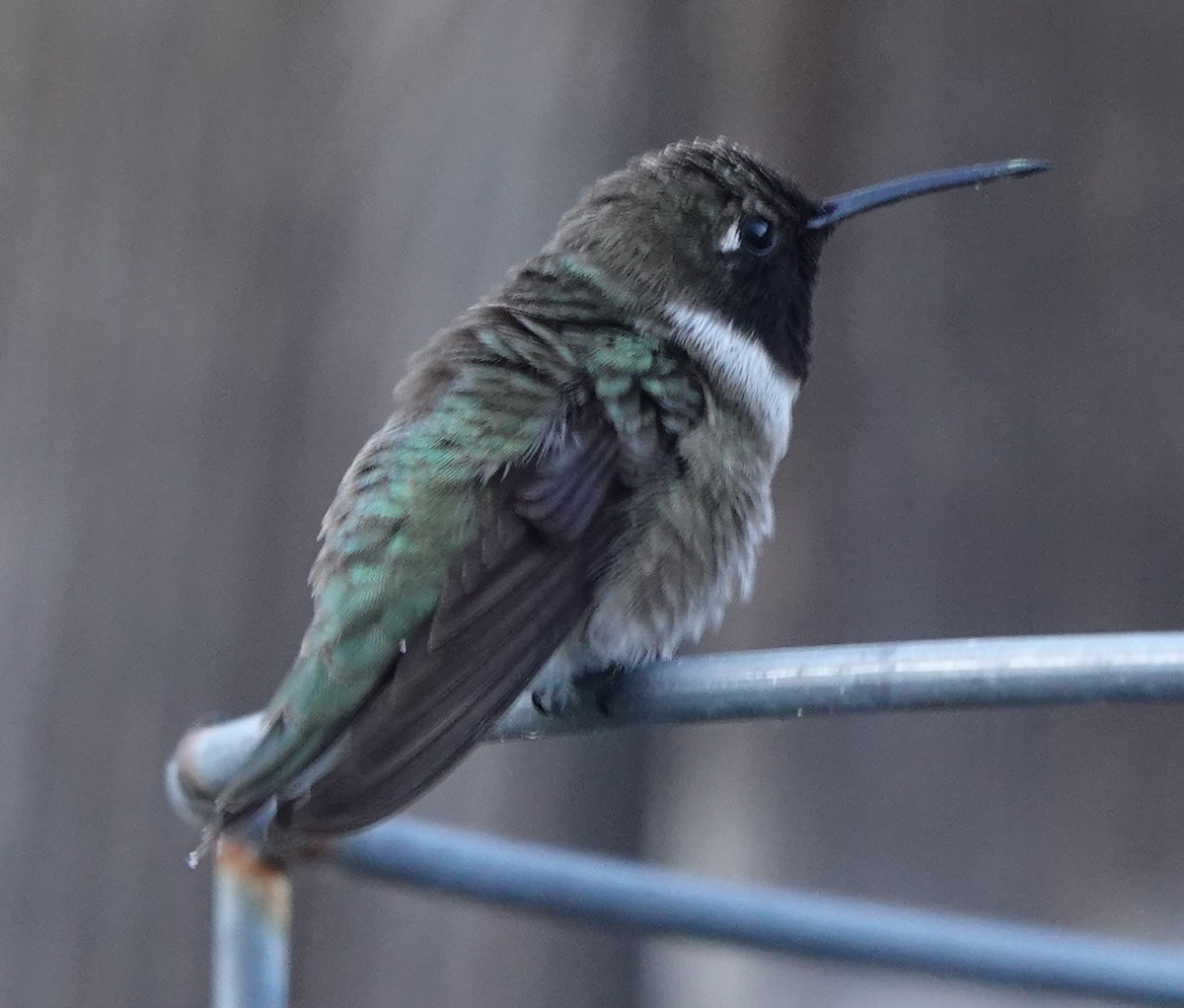 Black-chinned Hummingbird - ML637602605