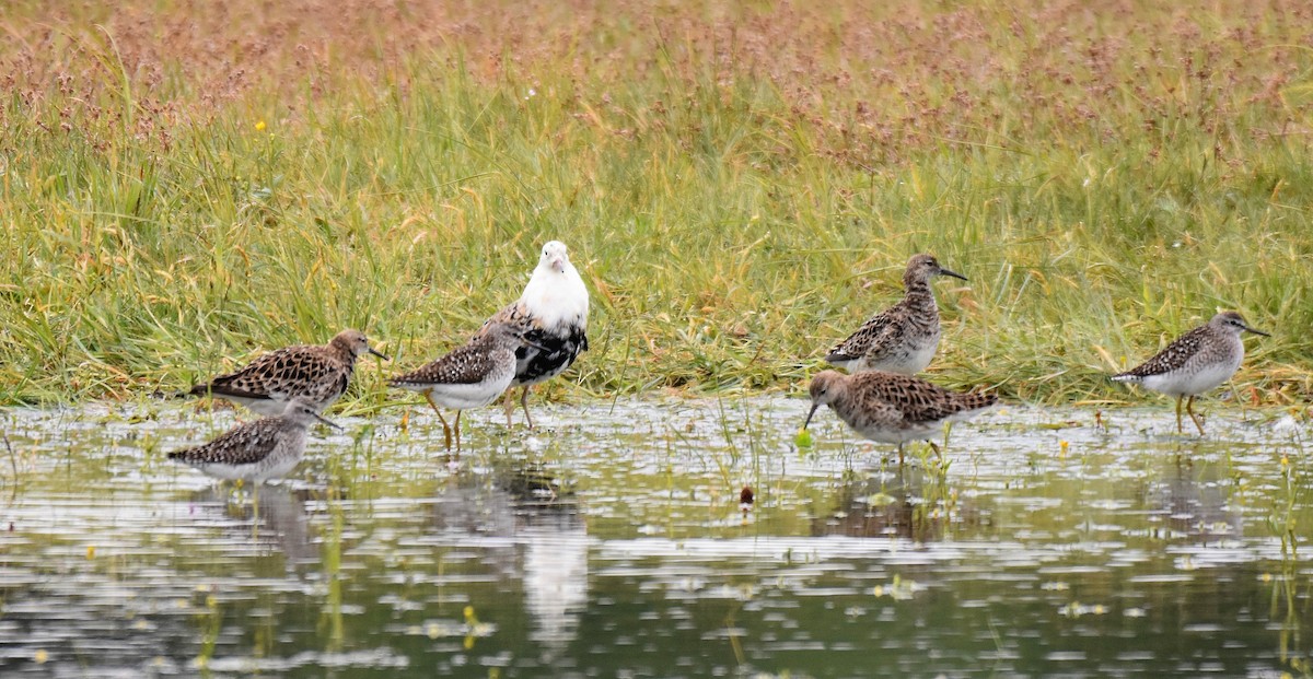 Ruff - ML637602642