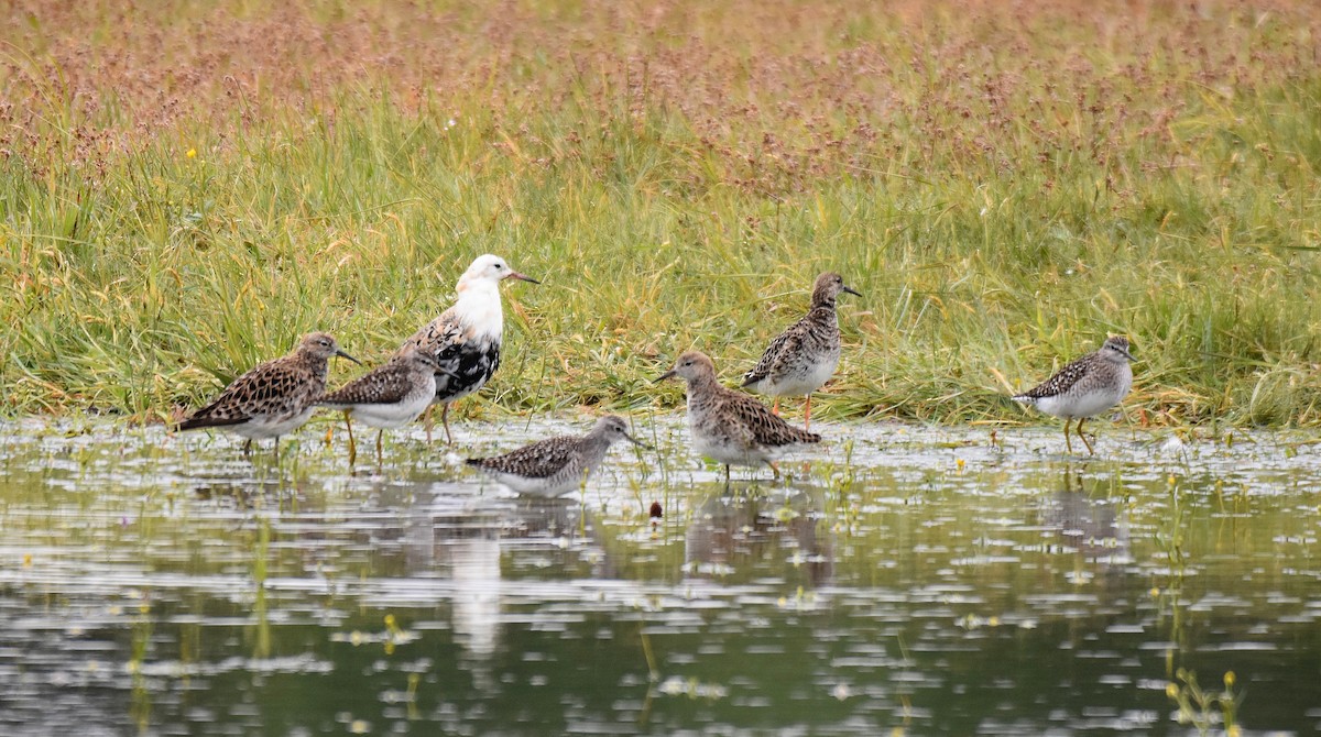 Ruff - ML637602643
