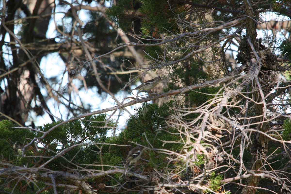 Common Chaffinch - ML637602644